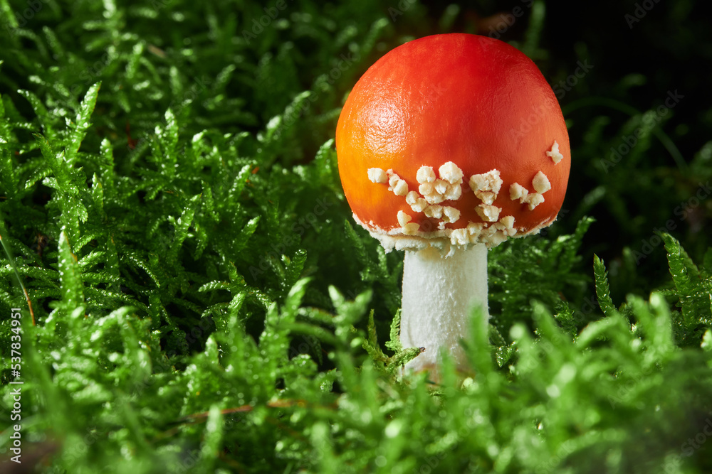 Amanita Muscaria, also called fly agaric or fly amanita, poisonous mushroom.   Fly Amanita  mushrooms in autumn