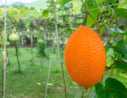 The bright orange Gac fruit (Baby Jackfruit, Spiny Bitter Gourd) growing in the garden.