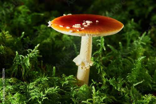 Amanita Muscaria, also called fly agaric or fly amanita, poisonous mushroom. Fly Amanita mushrooms in autumn