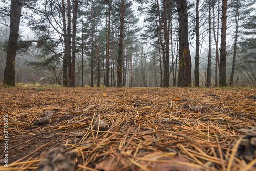 Closeup of fall pine tree forest floor, lots of pine cones and pine needles