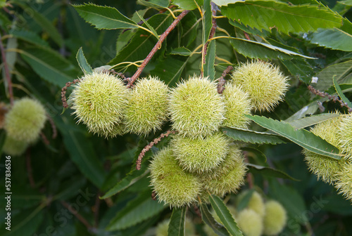 Cluster of spiky sheaths and leaves of Sweet chestnut