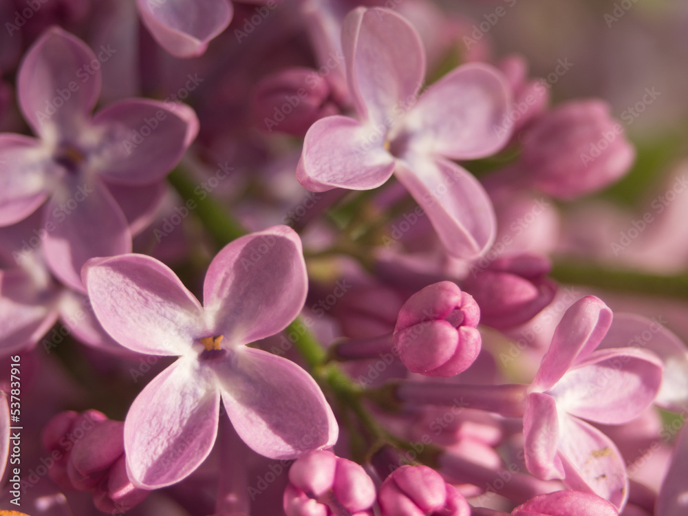 Texture floral background for the design. Macro photo of soft pink petals of flowers lilac