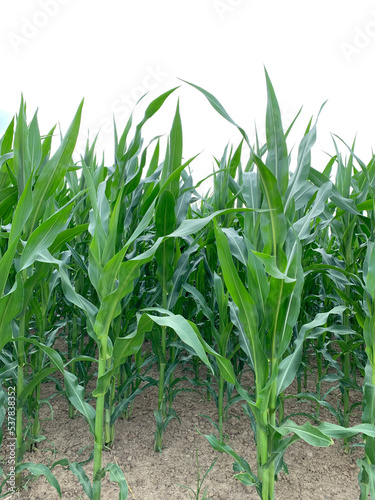 Green adult shoots of corn on a field in Germany close-up against a white sky