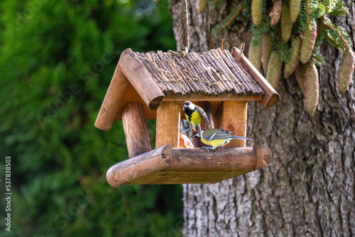 a pair of great tit at the bird feeder house