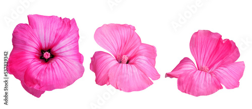 Pink flower heads isolated on transparent background, PNG.