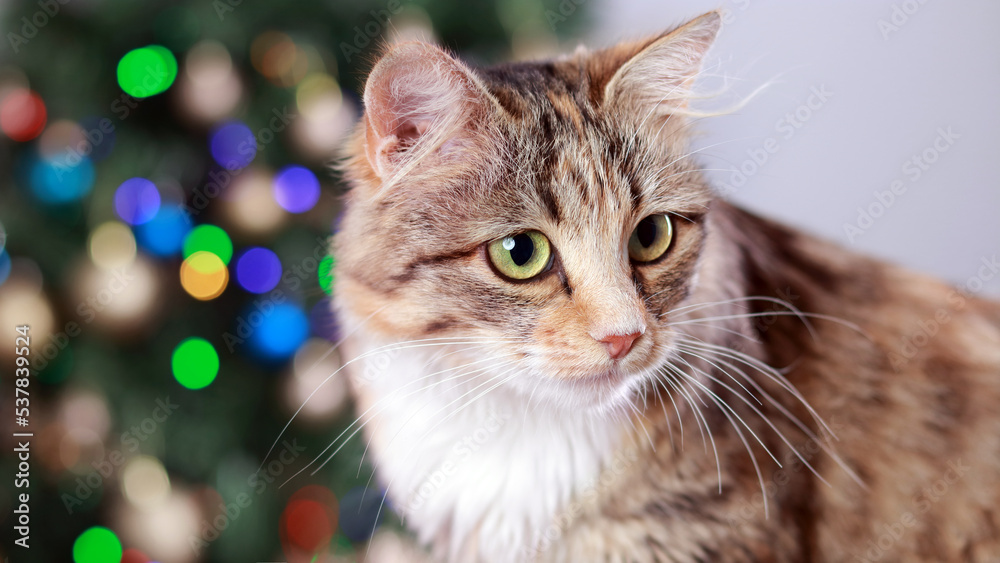 Cute Cat near the New Year tree with decoration. Cat sits on the background of Christmas lights. Kitten close-up. Merry Christmas. Pets. Shiny stars. Home pet. Kitten with Green Eyes. Holiday. Winter