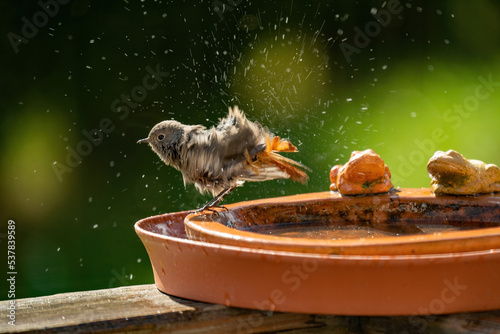 a black redstart female, phoenicurus ochruros, is bathing and splashing with water in a bird bath photo