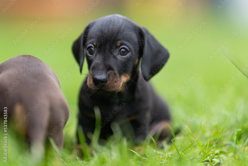 Black Dachshund puppy dog, 5 weeks Black Dachshund puppy dog, 5 weeks