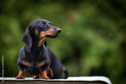 Black miniature dachshund portrait of a dog photo