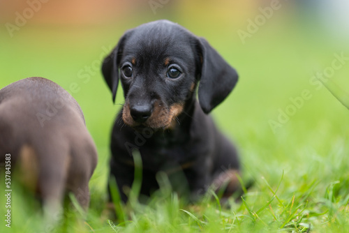 Black Dachshund puppy dog, 5 weeks 