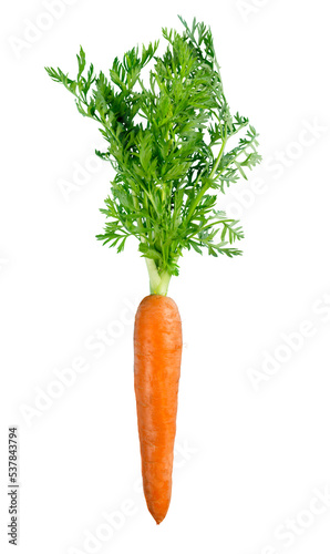 Fotografiet Carrots isolated on white background