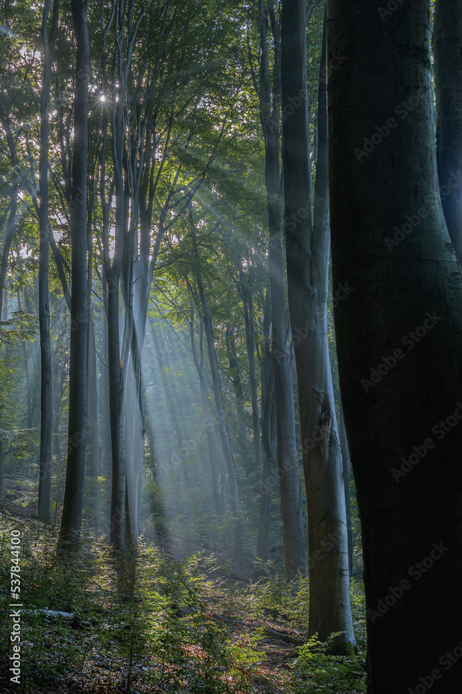 Fototapeta premium Marburg Nebel Sonnenstrahlen Wald