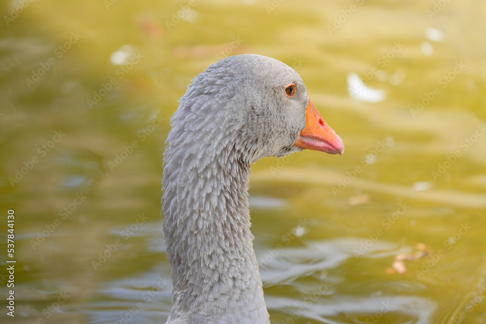 Graugans (Anser anser) schwimmt auf einem Teich im Wildpark in Schweinfurt Graugans (Anser anser) schwimmt auf einem Teich im Wildpark in Schweinfurt