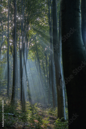 Marburg Nebel Sonnenstrahlen Wald © Winfried