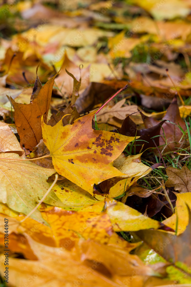 A pile of leaves on the floor displaying their Autumn colours