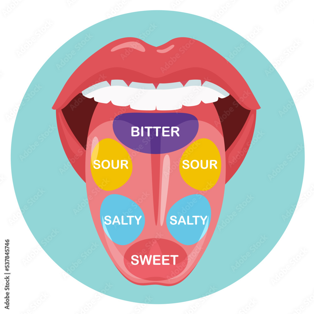 Anatomical map of tongue with parts sense taste. Taste buds, structure ...