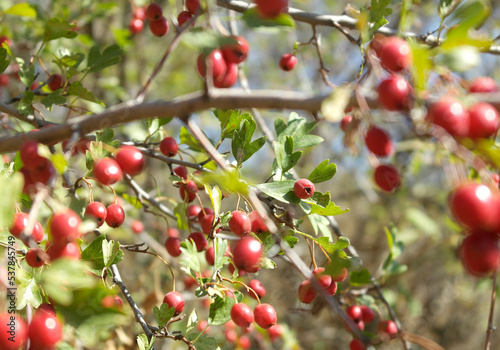 red blueberrys on tree branch