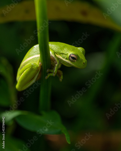 Treefrog at Huntley Meadows