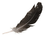 Black bird feather isolated on white background