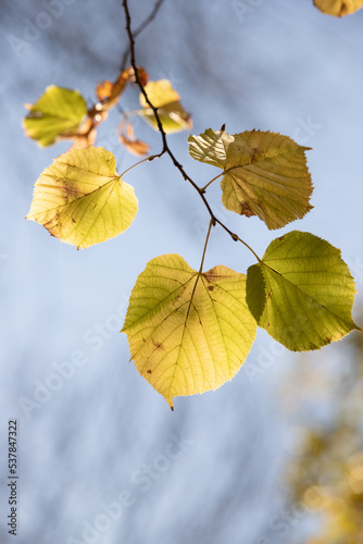 Yellow autumn leaves in sunlight.