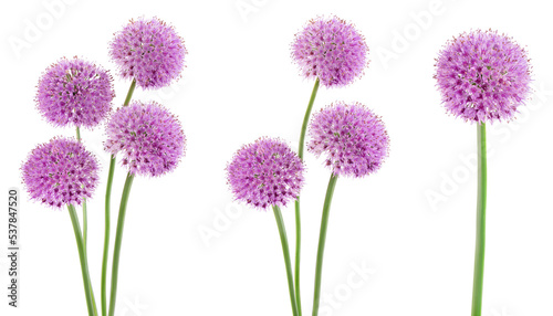 the flower of wild garlic isolated on white background. photo