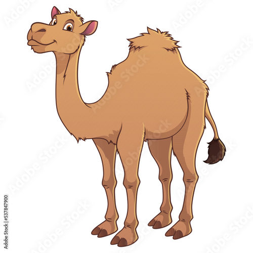 Camel Cartoon Animal Illustration