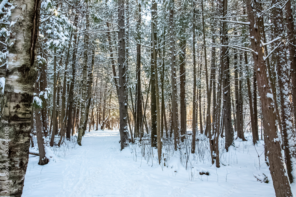 Naklejka premium hiking trail through the forest in winter