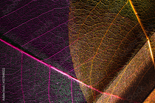 dry magnolia leaf lit through a prism. macro photography. biophilic organic design background