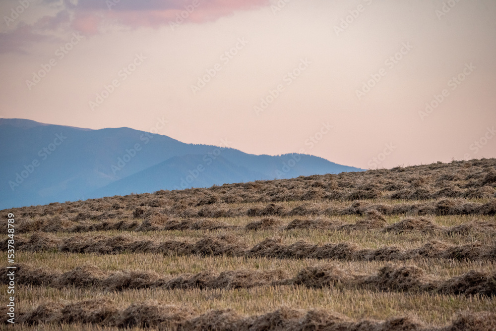 landscape with fields and hills