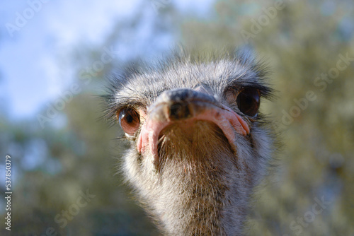 Ostrich close up, wildlife portrait © Picav