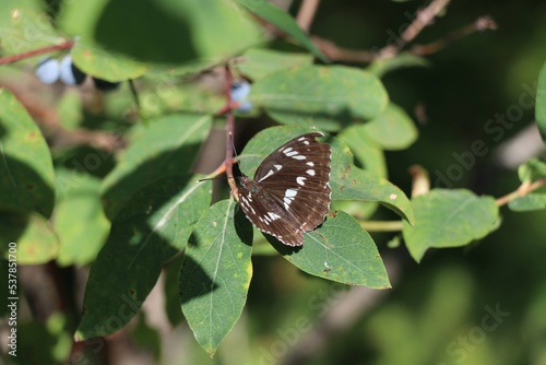 butterfly on leaf