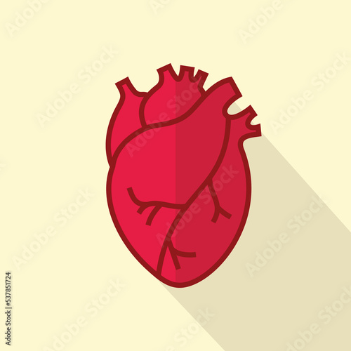 Human heart organs vector 