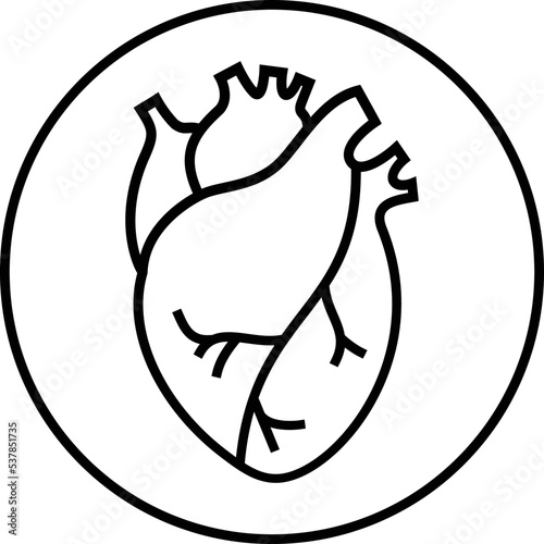 Human heart organs vector 
