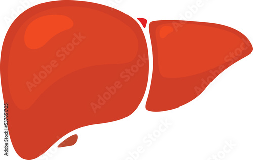 Human heart organs vector 