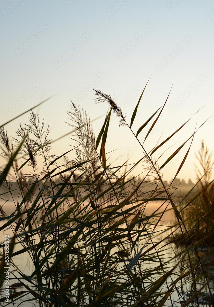 Fototapeta premium River reeds on lake shore, beautiful nature landscape, foggy lake early morning and silhouette pampas grass