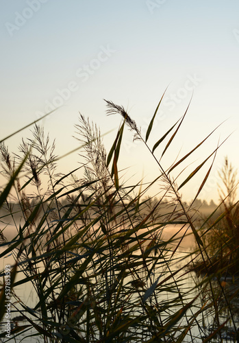 River reeds on lake shore  beautiful nature landscape  foggy lake early morning and silhouette pampas grass