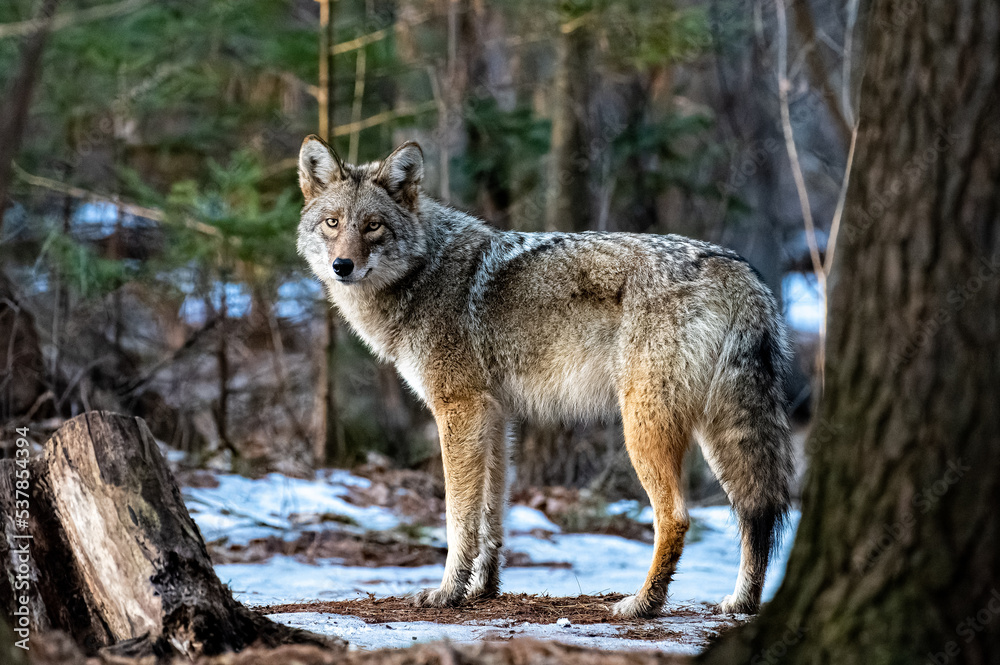 Eastern coyote in the woods in the winter - obrazy, fototapety, plakaty 