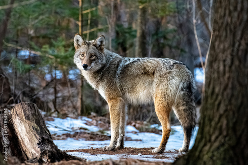 Fotobehang Eastern coyote in the woods in the winter