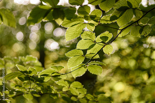 Green leaves backlit by the sun with out of focus elements as a backdrop.