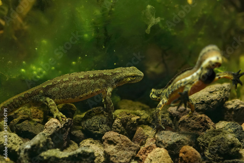 Closeup on a male Carpathian newt, Lisssotriton montandoni tail-fanning to a female under water