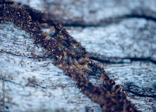 Termites photo
