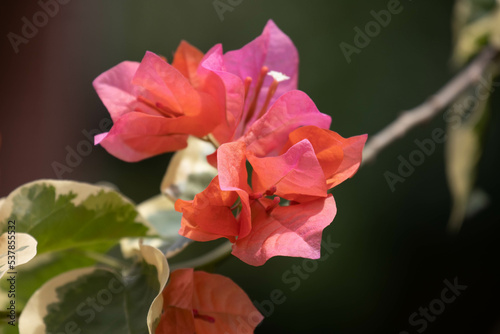 Close up Blooming Bougainvillea Flowers in Summer