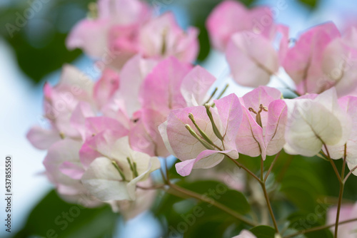 Close up Blooming Bougainvillea Flowers in Summer