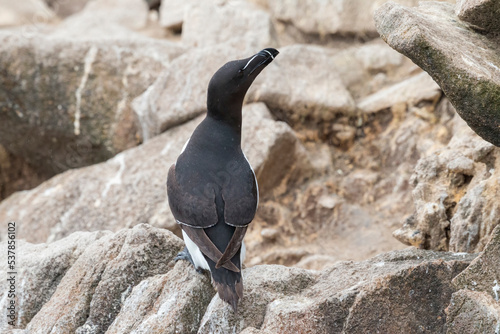 The razorbill (Alca torda) in its natural environment in northern Europe.