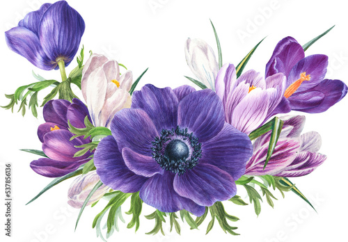 Fototapeta Naklejka Na Ścianę i Meble -  watercolor spring flowers: anemone and violet, blue and white crocuses, botanical illustration