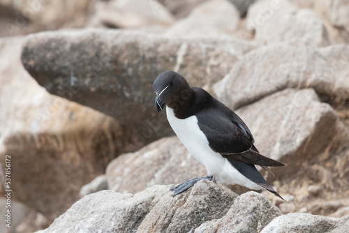 The razorbill (Alca torda) in its natural environment in northern Europe.