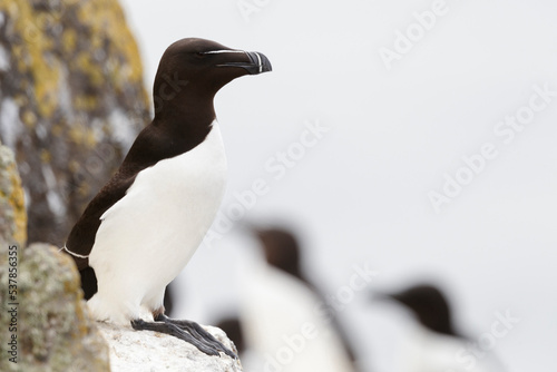 The razorbill (Alca torda) in its natural environment in northern Europe.


 photo