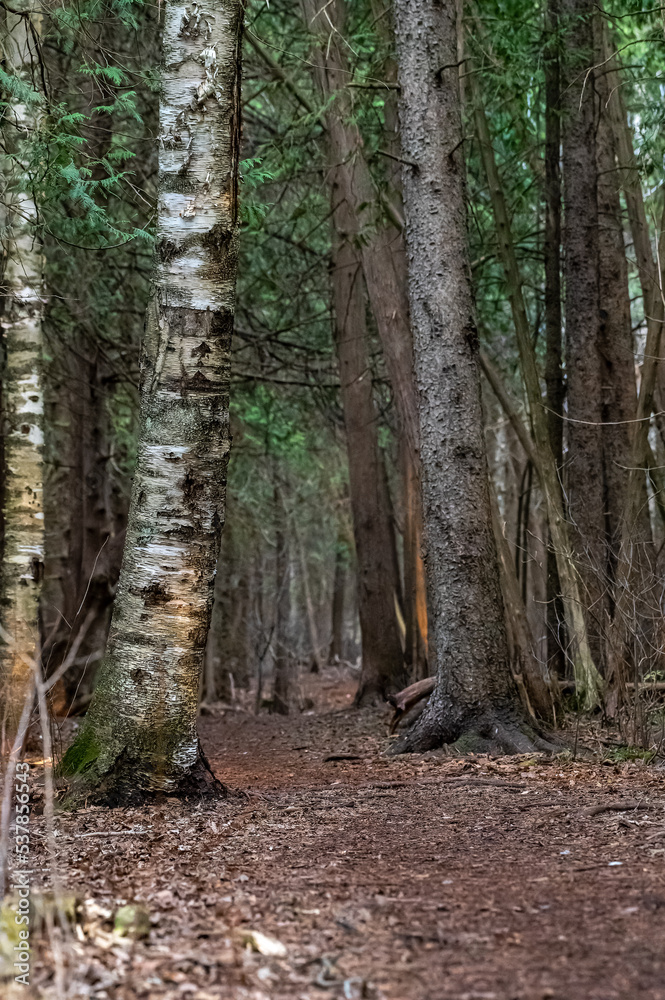 Forest trail Forest trail