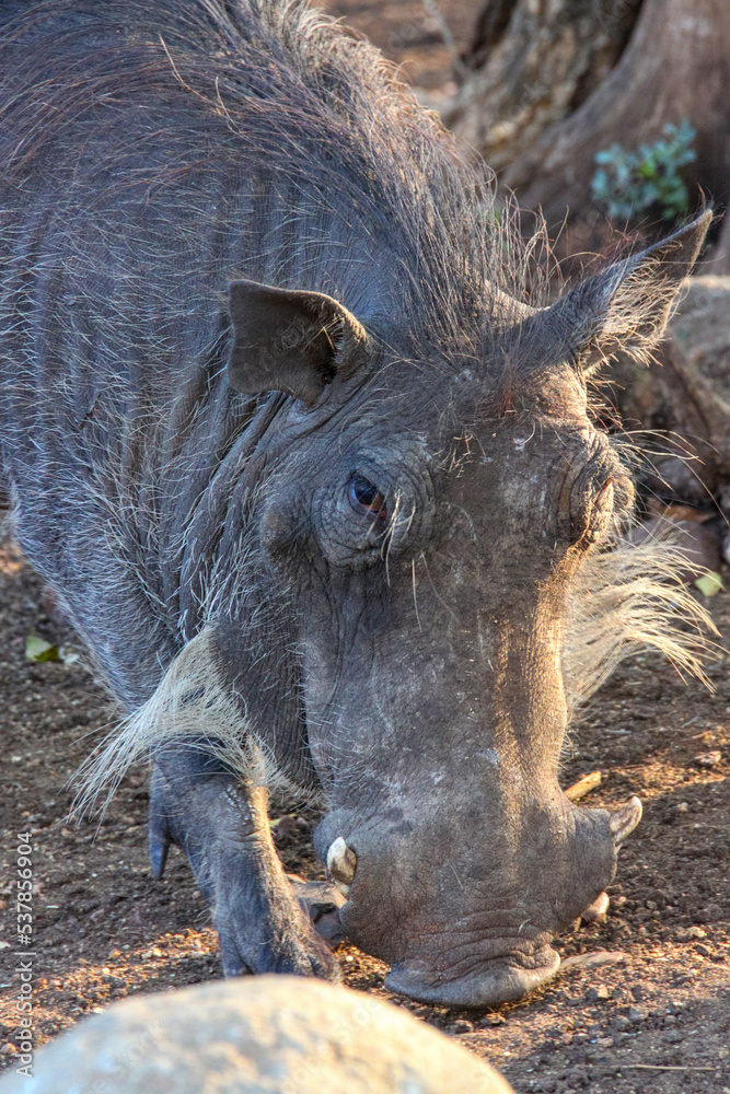 detail of a warthogs head with horns and hair detail of a warthogs head with horns and hair