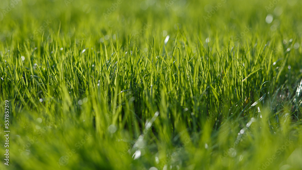 Obraz premium Young lawn close-up with bokeh for design. Grass background, Summer lawn